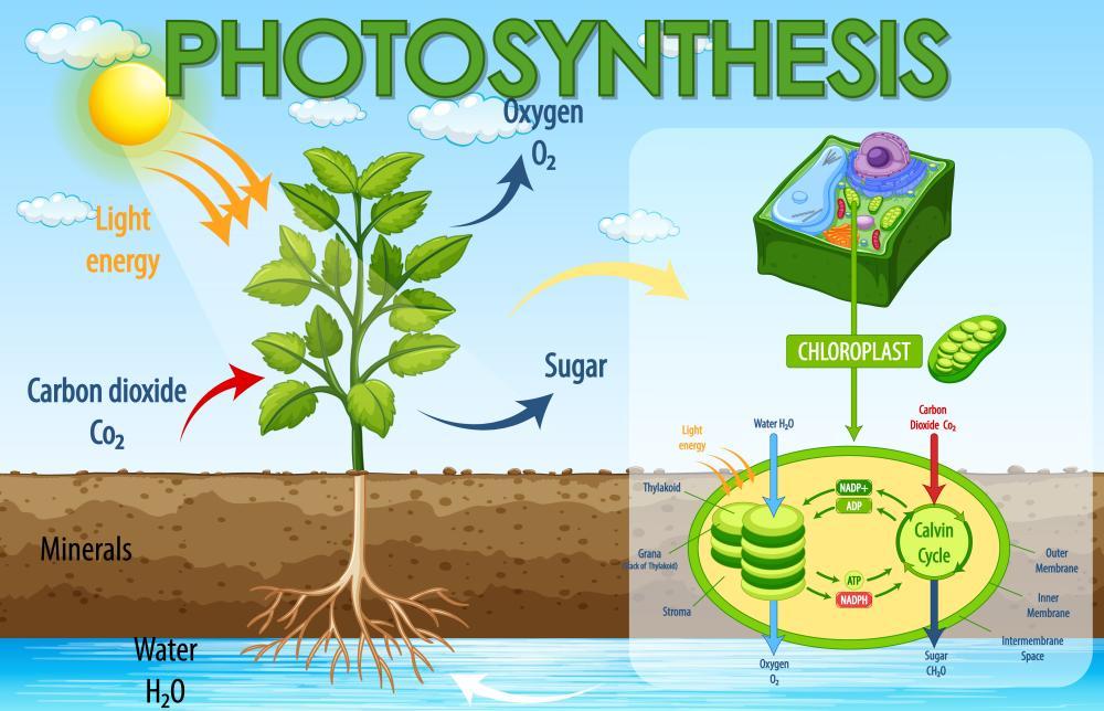 photosynthesis photosynthesis